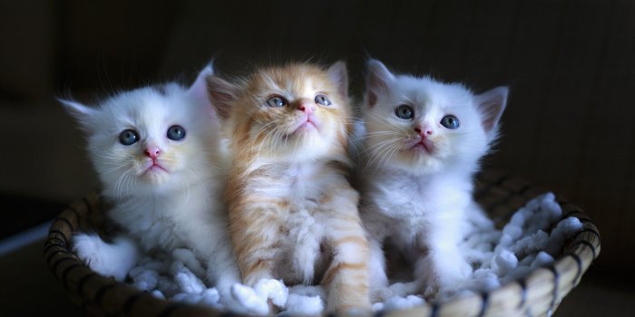 1920x1080 Kittens in Basket Wallpaper - Wallpaper Stream