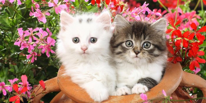 1920x1200 Kittens Wallpaper (60+ pictures)