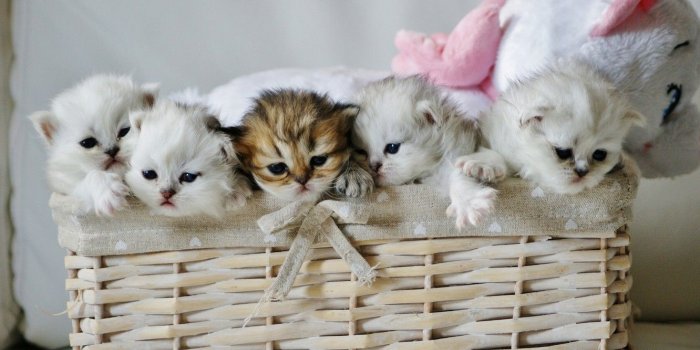 1332x850 Wallpaper basket, toy, kittens, kids, Teddy bear images for