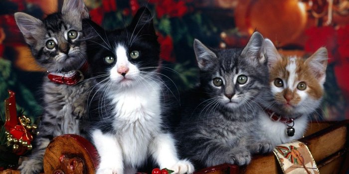 1280x1024 Christmas Gift Basket of Kittens (1280×1024) | Christmas kitten