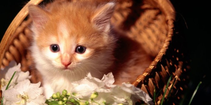 1280x960 Cute Kitten Basket Photo wallpaper | 1280x960 | #12454