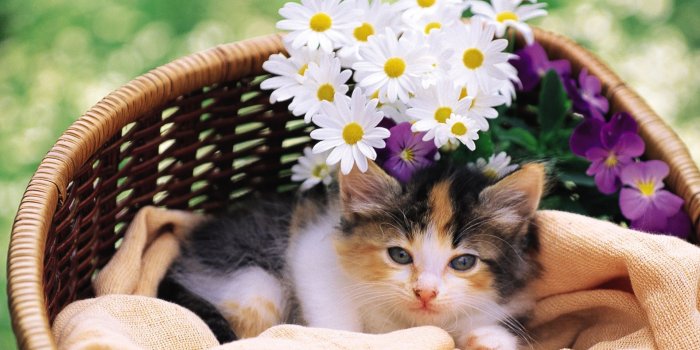 1920x1080 Cat And Flower In Basket - Kitten With Flowers - 1920x1080