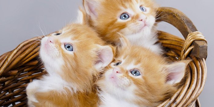 1280x1024 Pictures Kittens Cats Ginger color Wicker basket Three 3 Animals