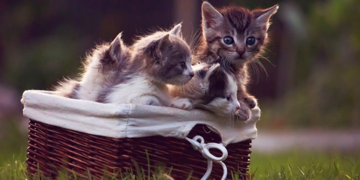 1244x700 Animals baby animals Baskets cats grass kittens wallpaper