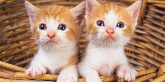 1920x1440 Two cute kittens in basket wallpaper | animals | Wallpaper Better