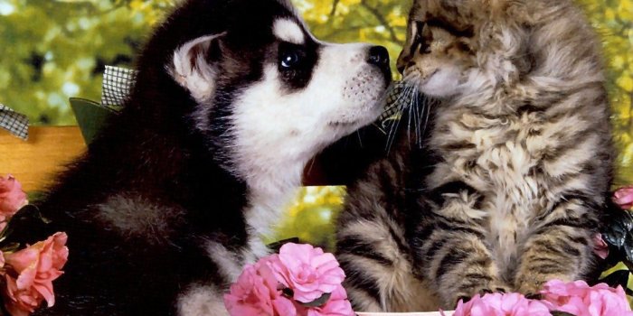 2048x1536 Puppies and Kittens Wallpaper ·① WallpaperTag