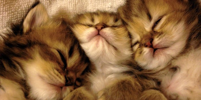 1920x1080 Cats animals sleeping feline kittens pets wallpaper | 1920x1080