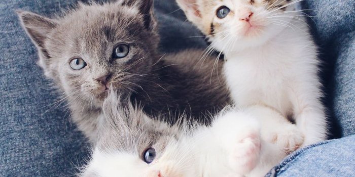 1000x1000 100+ Kitten Images | Download Free Images on Unsplash