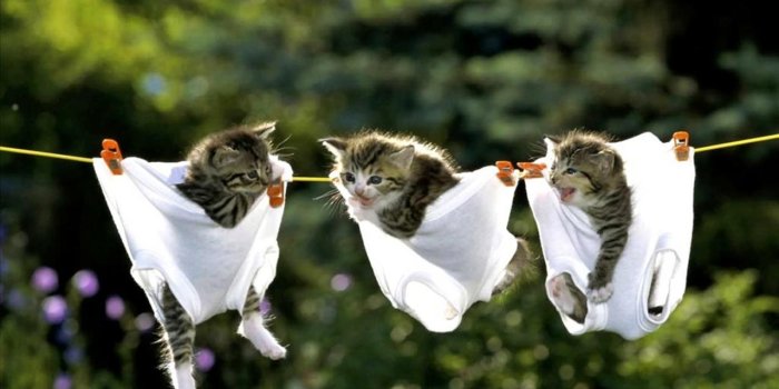 1280x800 Kittens HD Wallpapers