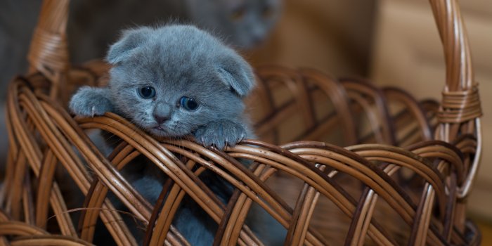 5197x3465 Russian Blue Kitten on Brown Woven Basket · Free Stock Photo