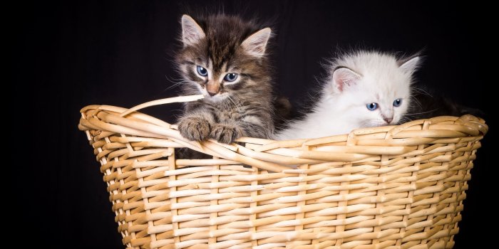 2560x1600 kittens, Basket Wallpapers HD / Desktop and Mobile Backgrounds