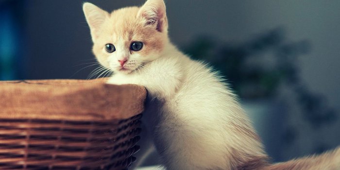 1920x1200 Kittens Wallpaper (60+ pictures)