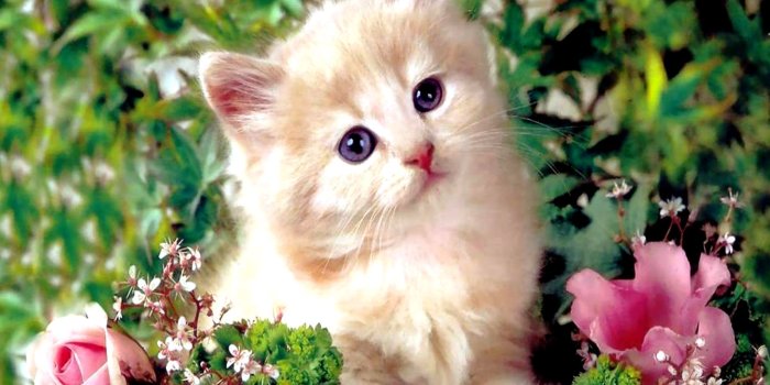 2400x1800 Kittens Wallpapers, Hd Widescreen Pics - 2400x1800 Wallpaper