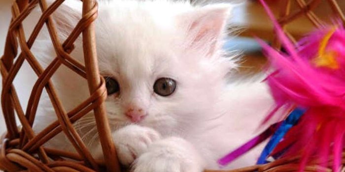 1024x768 50 HD Cute Cat Wallpapers for Your Desktop