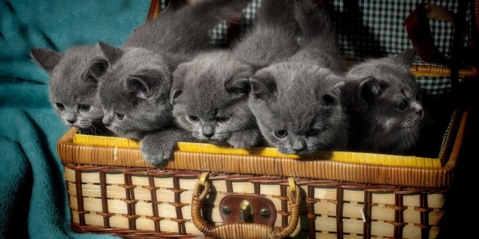 2048x1152 Five Russian blue kittens on basket HD wallpaper | Wallpaper Flare
