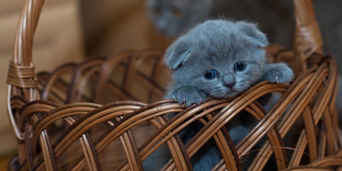 2560x1440 Wallpaper Kittens Scottish Fold cat Grey Wicker basket 2560x1440