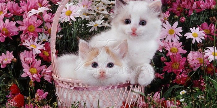 1113x1104 46+] Kittens and Flowers Wallpaper on WallpaperSafari