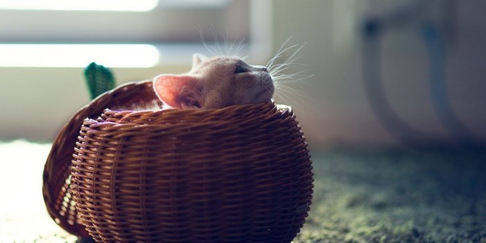 1280x804 Cute Kitten in Basket wallpapers | Cute Kitten in Basket stock photos