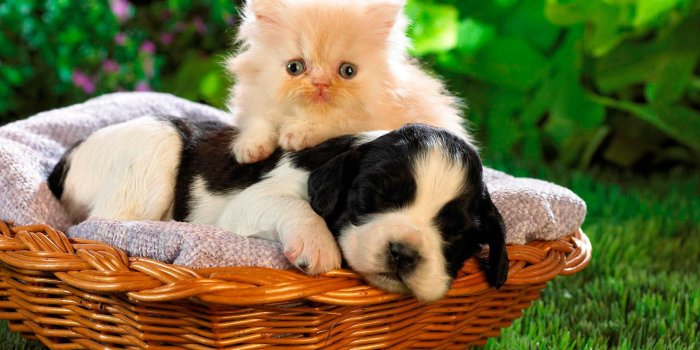 1920x1080 Kitten and Dog Puppy in Basket Wallpaper - Wallpaper Stream