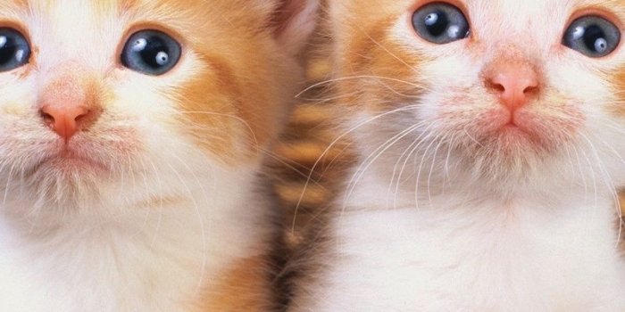 800x1200 Download wallpaper 800x1200 basket, kittens, pair iphone 4s/4 for