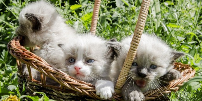 1332x850 Wallpaper grass, basket, kittens images for desktop, section кошки