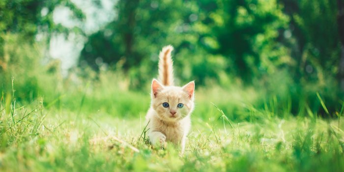 6000x4000 100+ Kitten Images | Download Free Images on Unsplash