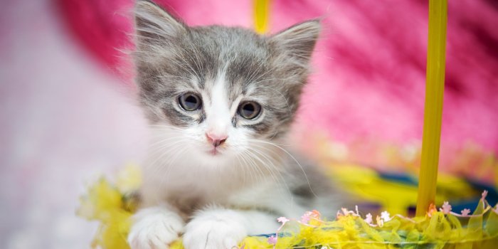 2560x1600 Grey and white kitten on yellow basket HD wallpaper | Wallpaper Flare