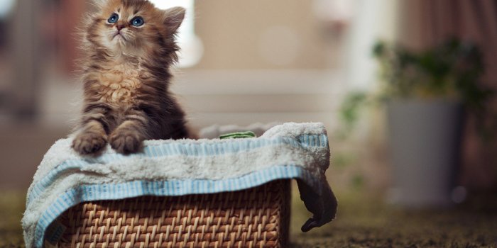 2560x1600 Kitten Basket wallpaper | 2560x1600 | #13519