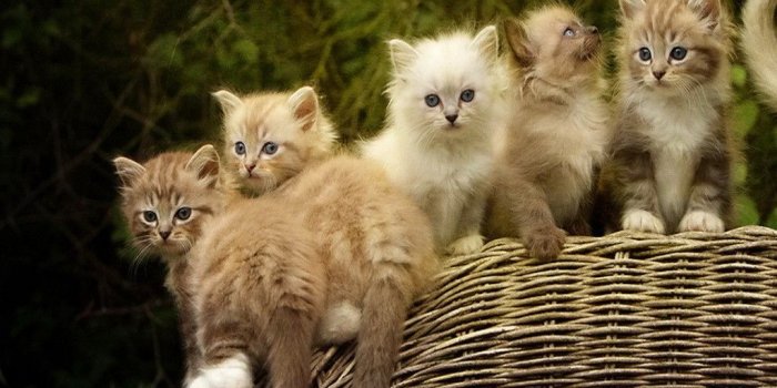 1024x768 Adorable Cat Wallpapers Group (71+)