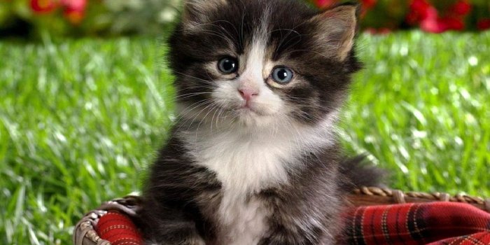 1280x800 Cute Kitten - Kittens Wallpaper (16096814) - Fanpop
