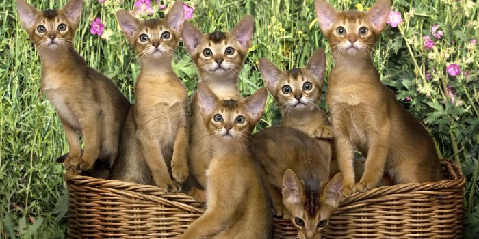 1920x1080 Kittens in the basket wallpaper - Animal wallpapers - #53726