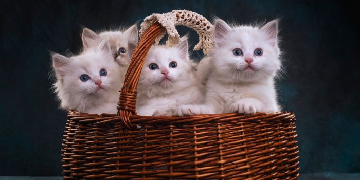 2048x1367 Look, the dark background, kitty, basket, kittens, white, cuties