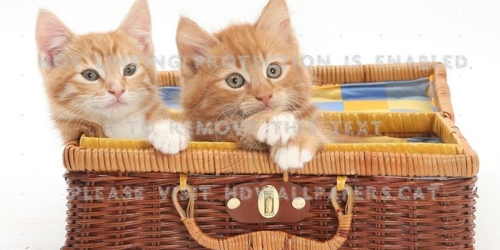 1048x768 kittens playing wicker basket case cats