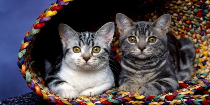 1920x1080 Kittens in a Basket HD Wallpaper | Background Image | 1920x1080