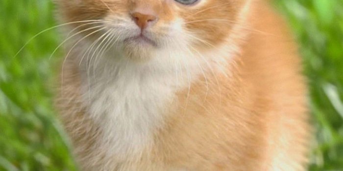 1080x1920 Cute Cats HD Wallpapers for iPhone 7 | Wallpapers.Pictures