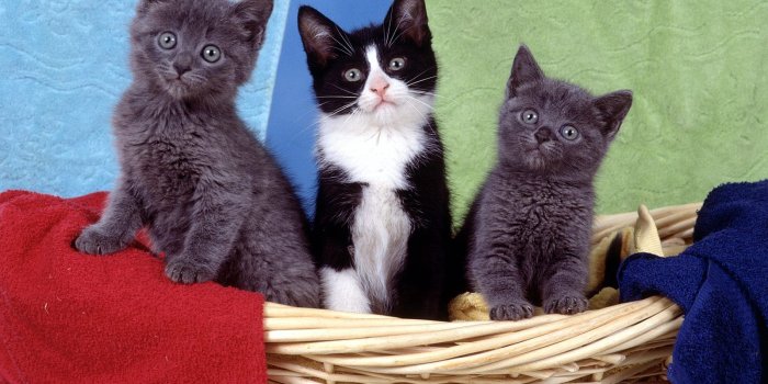 1600x1200 Kittens in the Basket < Animals < Life < Desktop Wallpaper