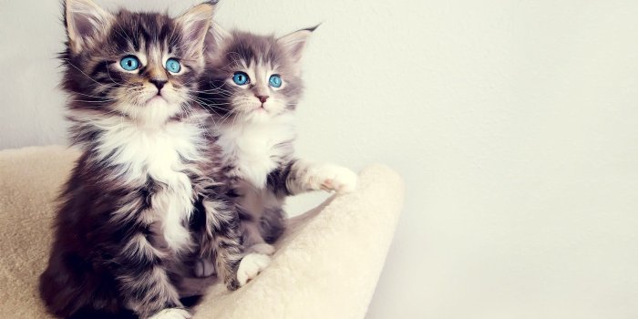 1920x1080 Baby Kittens Wallpaper (63+ images)