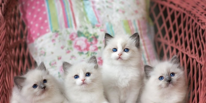 1920x1440 Wallpaper Four white kittens, basket 1920x1440 HD Picture, Image