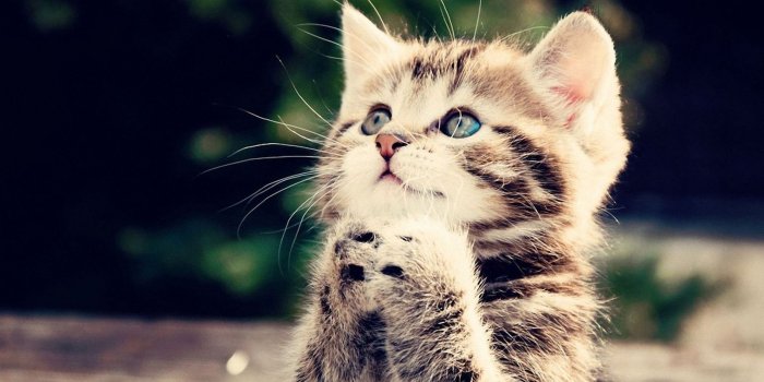 1600x900 Cute Cat Wallpapers (34 images) - Wallpaper Stream