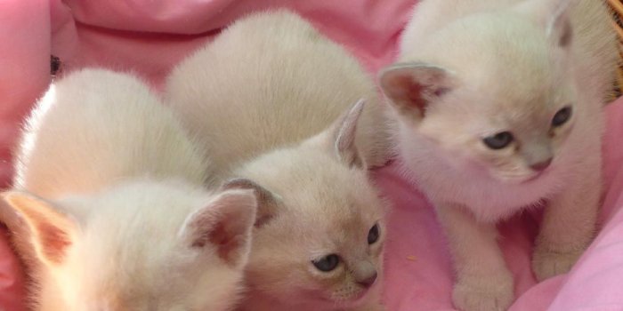 1024x768 Baby Kittens For Free - 3 Cute Cat, Hd Wallpapers & backgrounds