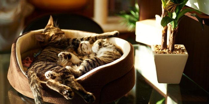 1920x1200 Kittens sleeping in a basket wallpaper - Animal wallpapers - #33576