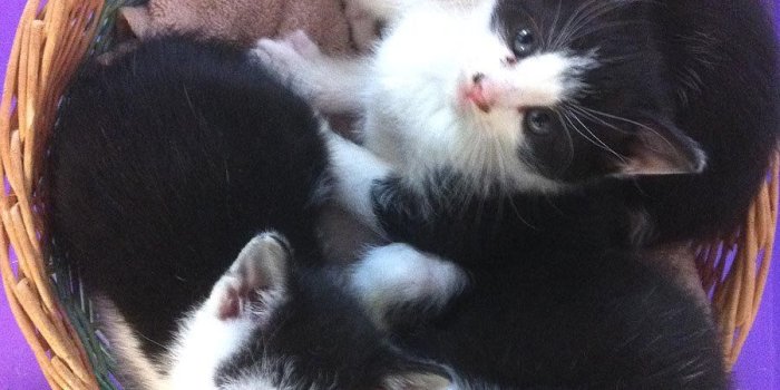 900x1205 A basket of kittens: This week's Salem County Adopt-A-Pet - nj.com