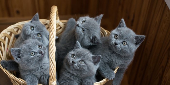2560x1440 Cute Cats, Basket, Kitten - Mavi Rus Kedisi Yavru (#2553786) - HD