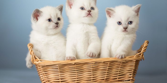 1280x931 Desktop Wallpapers Kittens cat White Wicker basket Three 3 animal