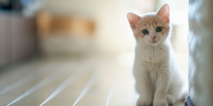 1920x1080 Kittens Wallpaper (60+ pictures)