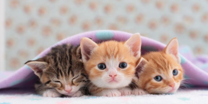 2121x1414 Kittens Wallpapers - Picserio.com
