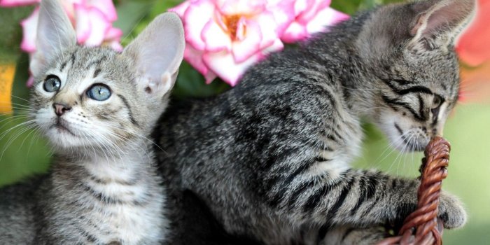 1332x850 Wallpaper basket, roses, kittens images for desktop, section кошки