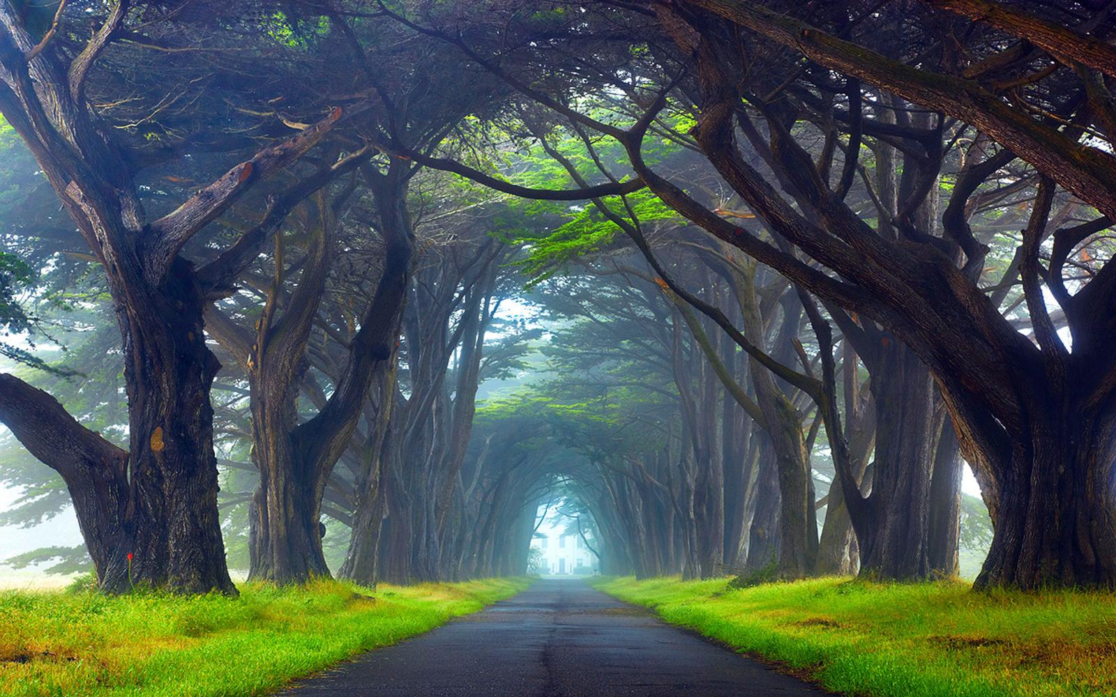 3840x2400 Nature Tunnel Of Trees Way Point Reyes National Seashore