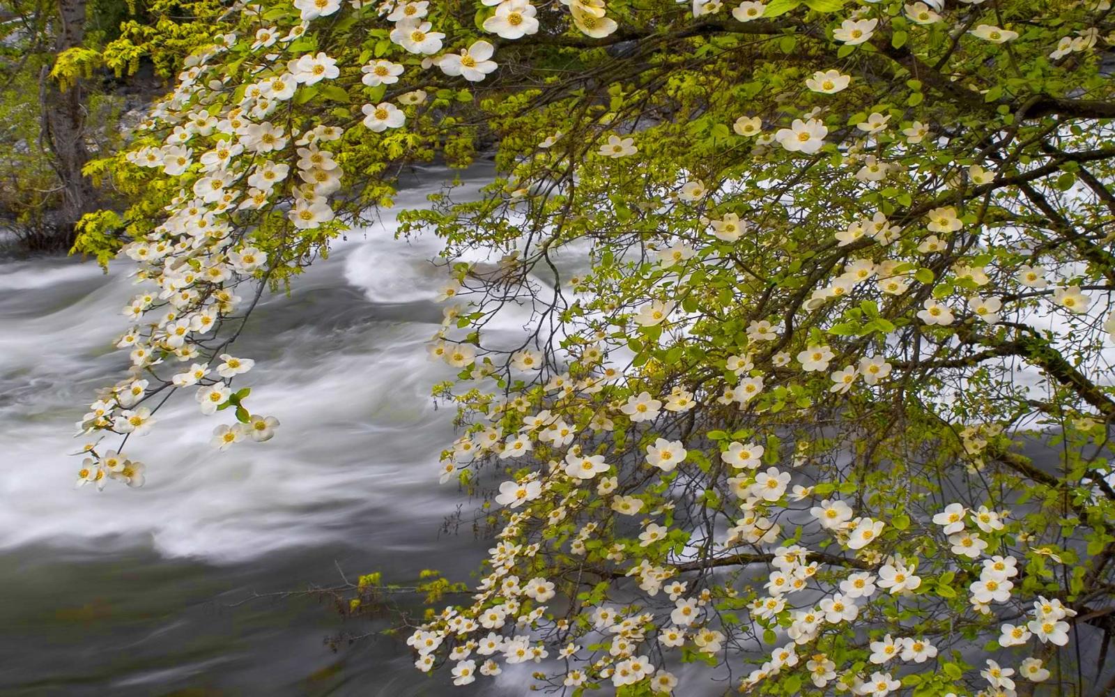 1920x1200 Spring Landscape Merced River Yosemite National Park California
