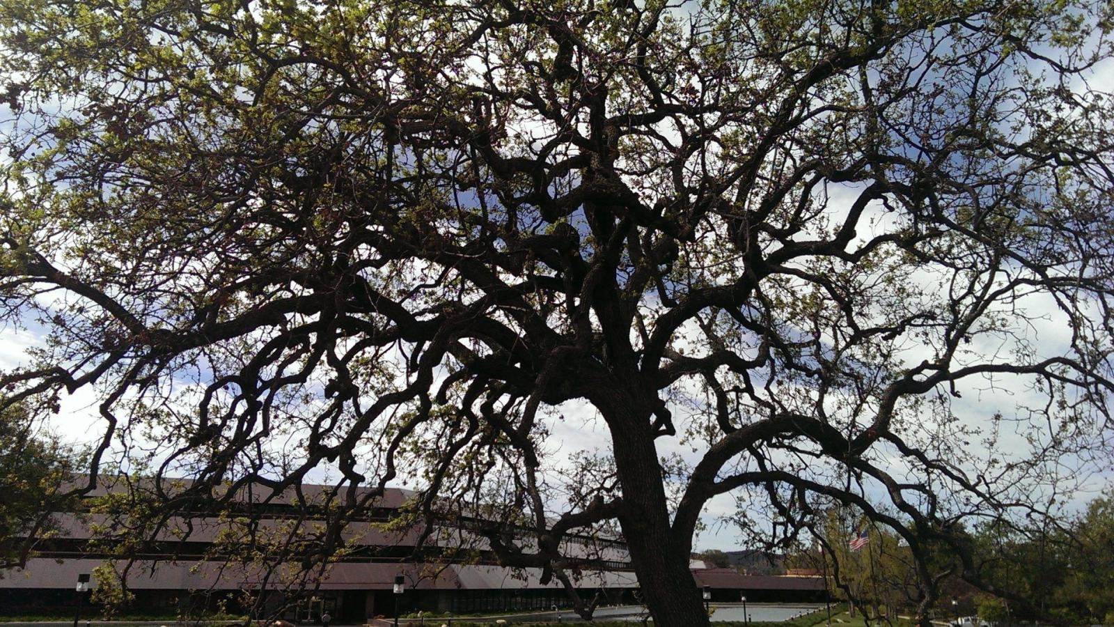 1920x1080 Oak Tree Thousand Oaks Ca Nature Building California - Thousand